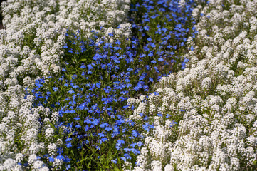 Annual flowers white Sweet Alyssum - Lobularia maritima syn. Alyssum maritimum and blue purple Lobelia in mixed flowerbed..July, Russia.
