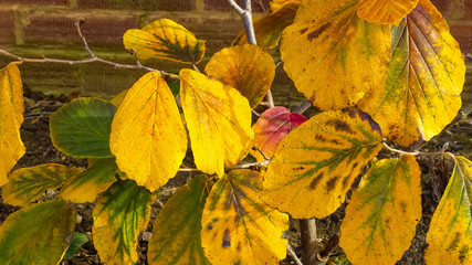 Close up of Autumn foliage of Witch-Hazel (Hamamelis), a deciduous flowering plant, used in homeopathic treatments.  Growing naturally outdoors. Landscape image . England.