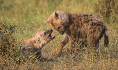 Playfighting Spotted Hyena