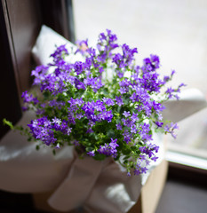 purple potted flowers on the veranda by the window