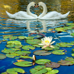 Obrazy na Szkle  image of two swans and a lotus flower on the water
