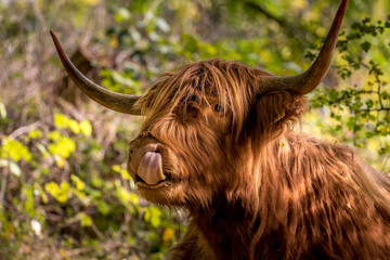 portrait of a Scottish Highlander