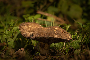 a mushroom in the forest