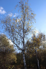 Fototapeta premium tree and blue sky