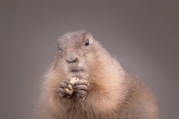 Prairiedog  carefully eating a cookie