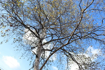 tree and blue sky