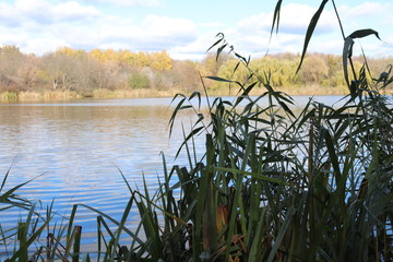 reeds in lake