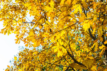 Oak's branches with beautiful golden leaves and acorns. Selective focus. 