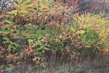 autumn leaves in the forest