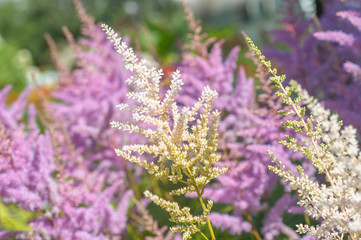 Branch of white Astilbe Chinensis with purple pink background of blooming Astilbe 'Pumila' (Dwarf Chinese Astilbe) in summer sunny garden. Selective focus..July, Russia.