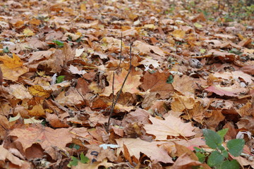autumn leaves on ground