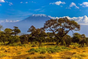  Amboseli is a biosphere reserve - obrazy, fototapety, plakaty