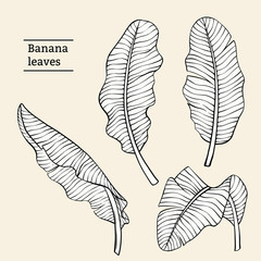 vector illustration of banana leaves hand drawn sketch cartoon  style
