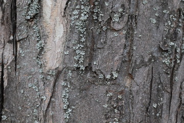 bark of a tree
