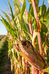 Maiskolben am Rande eines Maisfeldes im Abendlicht