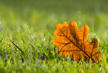 Yellow oak leaf on morning dew wet green grass in the sunlight,  Autumn scene background