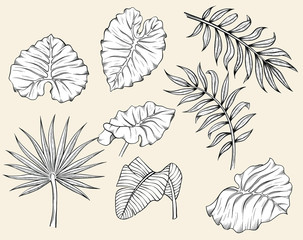 vector illustration of different tropical leaves hand drawn sketch cartoon  style