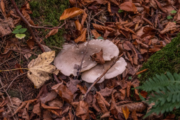 Waldpilze verstecken sich unter dem Laub im Wald