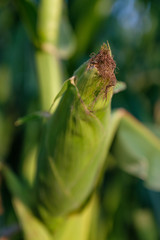 Nahaufnahme eines Maiskolben
