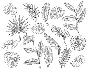 vector illustration of different tropical leaves hand drawn sketch cartoon  style © Ирина Колесниченко