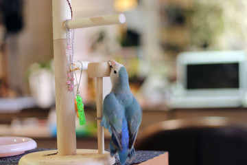 コザクラインコ