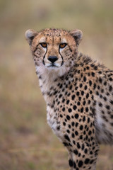 Naklejka na ściany i meble Male Cheetah Portrait
