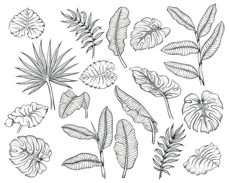 vector illustration of different tropical leaves hand drawn sketch cartoon  style