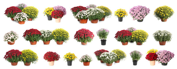 Pot with beautiful colorful chrysanthemum flowers on white background