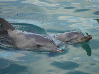 Naklejka premium dolphin