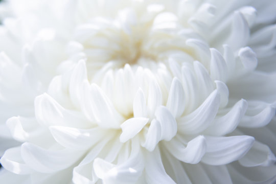 White chrysanthemum petals macro soft focus close up. Dreamy mood, morning light wedding theme image. Fabric, tissue, skin care product poster. Macro feminine style charming botanic decoration poster.