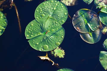 Close up on green Lilly pads with drops of water on top © JMP Traveler
