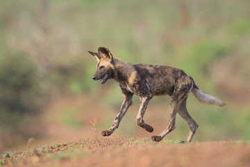 Fototapeta premium African Wild Dog Running