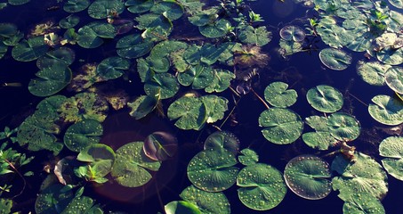 Close up on green Lilly pads with drops of water on top - obrazy, fototapety, plakaty