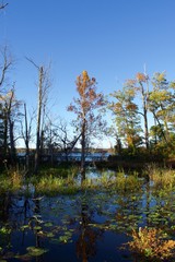 Fall or Autumn trees in Mason Neck State Park, during golden hour