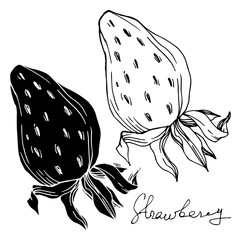 Vector strawberry fresh berry healthy food. Black and white engraved ink art. Isolated strawberry illustration element.