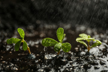 Fresh seedlings in fertile soil under rain, space for text