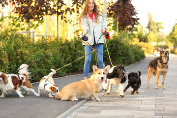 Young woman walking adorable dogs in park