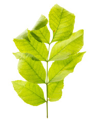 Fototapeta premium Green leaf from a tree is isolated on a white background