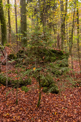 Geheimnissevolle Landschaft des Druidenhaines in der Fränkischen Schweiz