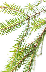 Green needles on a Christmas tree branch