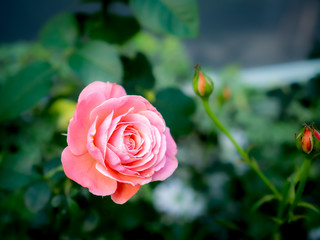 Pink Rose Blooming