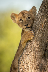 Close-up of lion cub peeking round tree