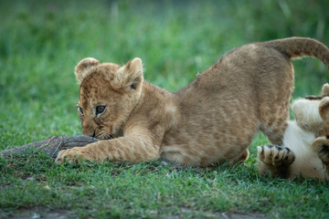 Close-up of lion cub playing with stick