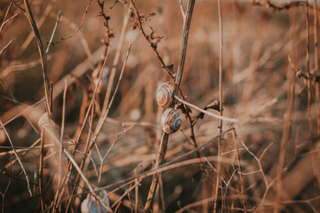 Two snails on a twig in a field
