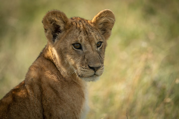 Close-up of lion cub sitting facing right