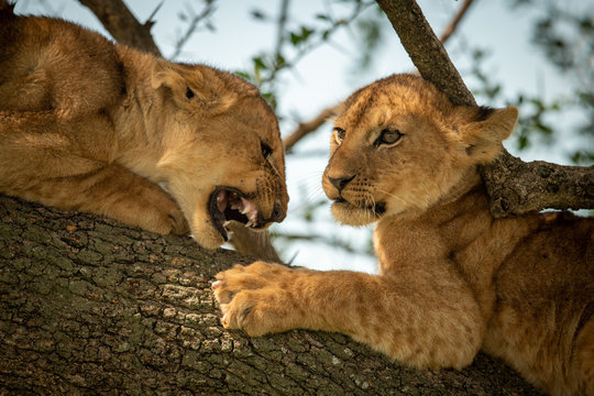 Close-up Of Lion Cub Roaring At Another