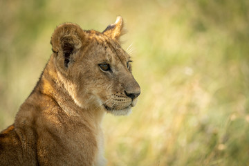 Close-up of lion cub sitting in grass
