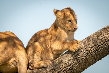 Close-up of lion cub sitting on branch