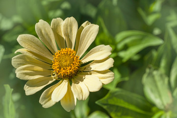 Pale creamy yellow Zinnia elegans flowers portraits, selective focus..July, Russia.