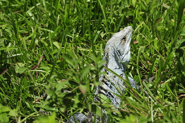 reptile